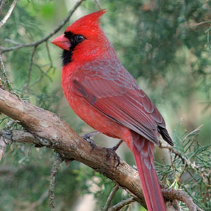 State Bird